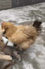 字母斯慕圈屈辱“虐心”小性癖:被伴侣绿了,我却爽得不行???? 字母斯慕圈屈辱“虐心”小性癖:被伴侣绿了,我却爽得不行????