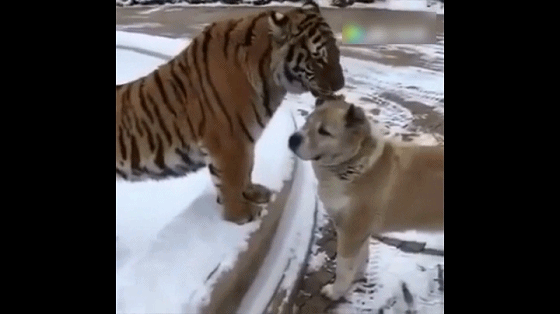 字母斯慕圈穿刺体验者和ta永远没想到的结局 字母斯慕圈穿刺体验者和ta永远没想到的结局