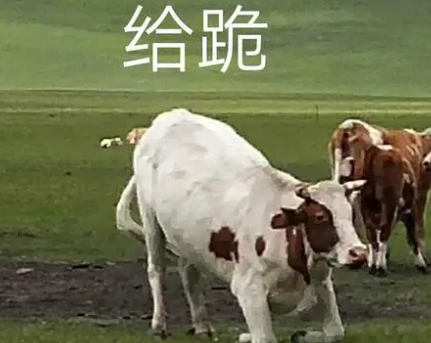 字母斯慕圈Brat经典作死语录大赏