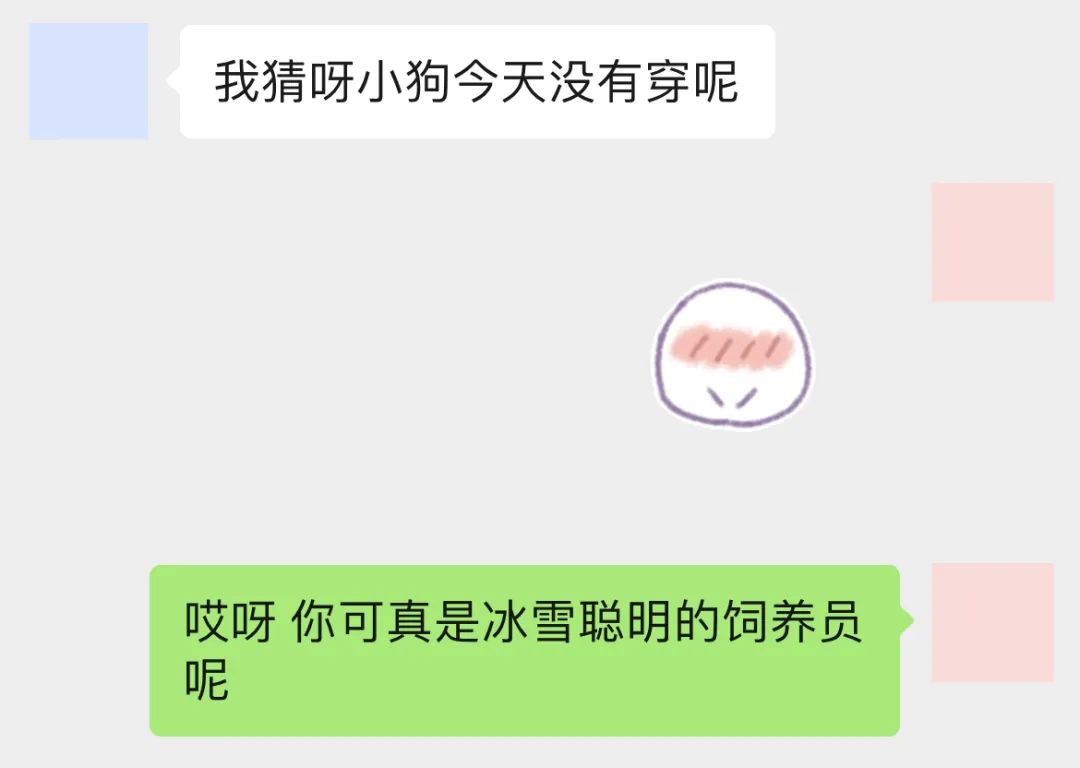 字母斯慕圈小狗最终还是“被抛弃”了