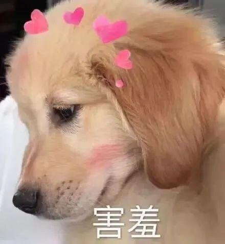 字母斯慕圈小狗最终还是“被抛弃”了 字母斯慕圈小狗最终还是“被抛弃”了