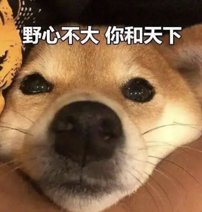 dom/sub疲软三天,“泰迪”M拉满了我的自责内耗 dom/sub疲软三天,“泰迪”M拉满了我的自责内耗