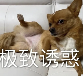 dom/sub疲软三天,“泰迪”M拉满了我的自责内耗 dom/sub疲软三天,“泰迪”M拉满了我的自责内耗