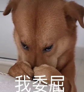 dom/sub疲软三天,“泰迪”M拉满了我的自责内耗 dom/sub疲软三天,“泰迪”M拉满了我的自责内耗