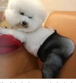 dom/sub“M是不必被打扮成妖艳X货的” dom/sub“M是不必被打扮成妖艳X货的”