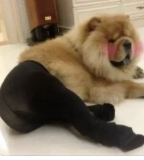 dom/sub“M是不必被打扮成妖艳X货的” dom/sub“M是不必被打扮成妖艳X货的”