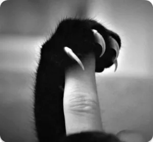 字母圈回避依恋与DS的治愈性-斯慕社交